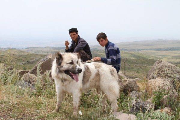 Gampra (örmény farkas) a hegyekben