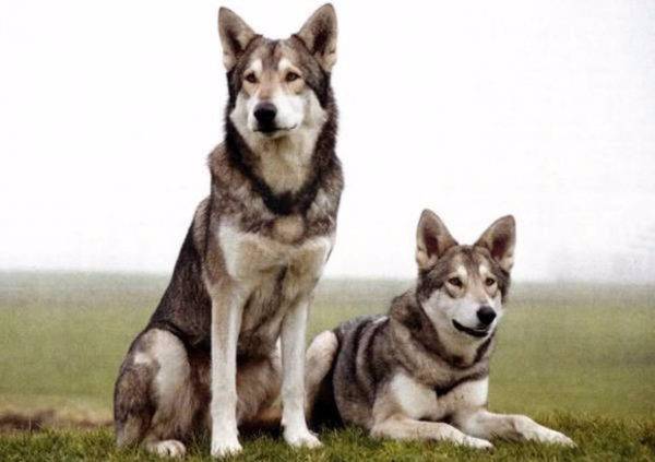 a sarlos szép farkas kutyái
