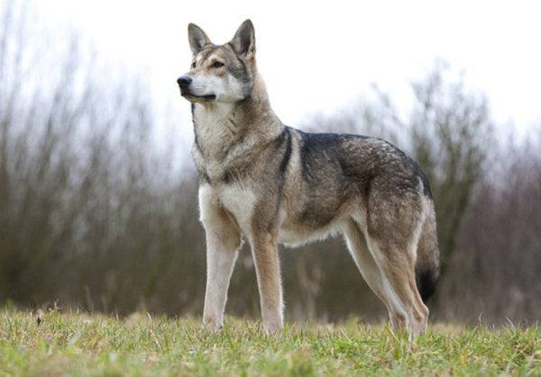 Sarlos farkas kutyafajták leírása