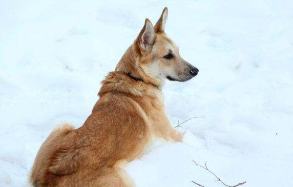 Farkas kutya sarlos a hóban