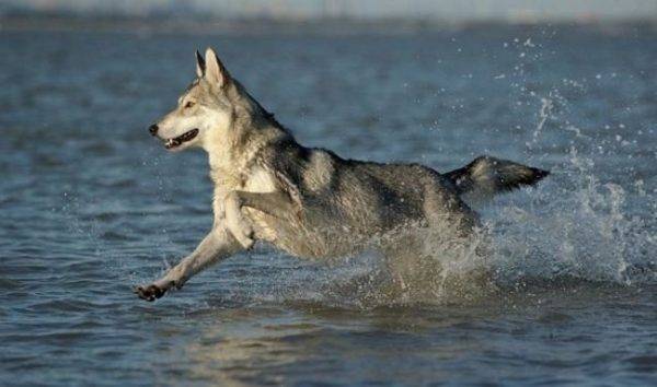 Farkas kutya sarlos a vízben