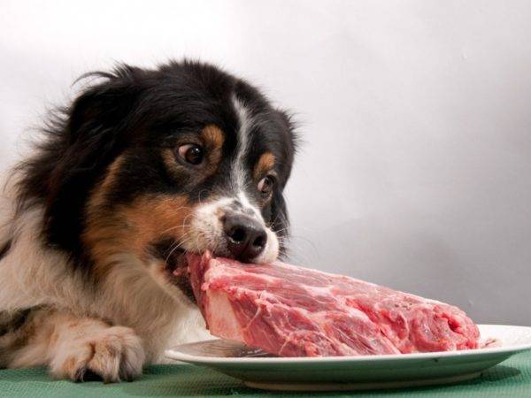 Miért nem tudja a kutyák sertéshússal olvasni a cikket