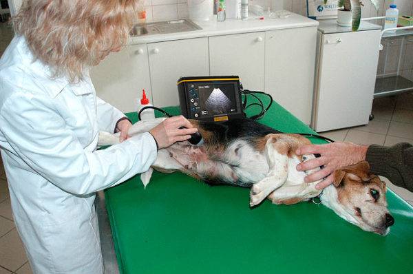 A kutya ultrahangja terhesség alatt