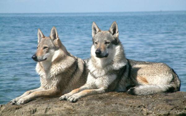 A sarlos farkas kutyái