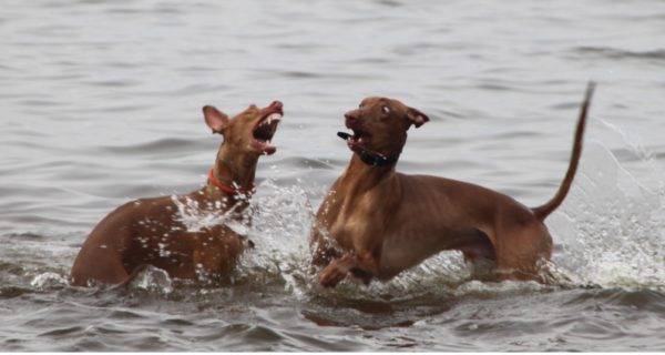 Fáraó kutyák a vízben