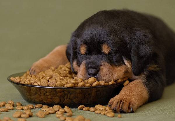 Mennyi száraz élelmiszer ad egy kutyát