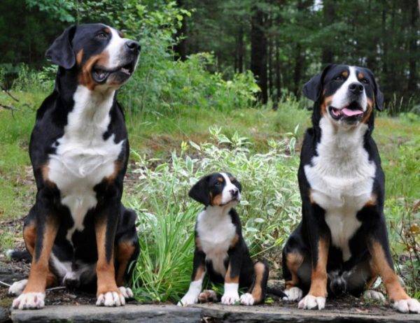 Nagy svájci hegyi kutya család