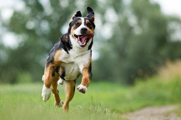 Nagyobb svájci hegyi kutya fut