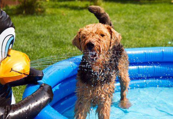 Welsh terrier a medencében