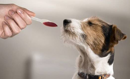 Hogyan adhatunk egy kutyának folyékony gyógyszert?