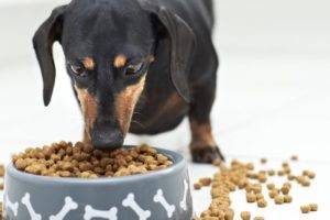 Hogyan lehet a kutyát átvinni száraz ételre