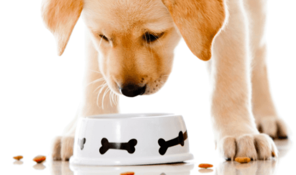 Hogyan lehet megérteni, hogy a száraz étel megközelítette a kutyát