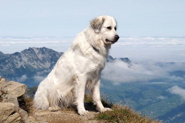 Pireneusi hegyi kutyafajták leírása
