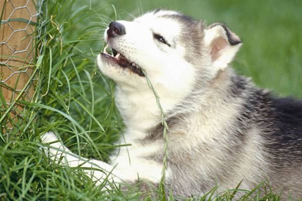 Miért esznek kutyák fűt?