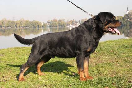 Rottweiler to