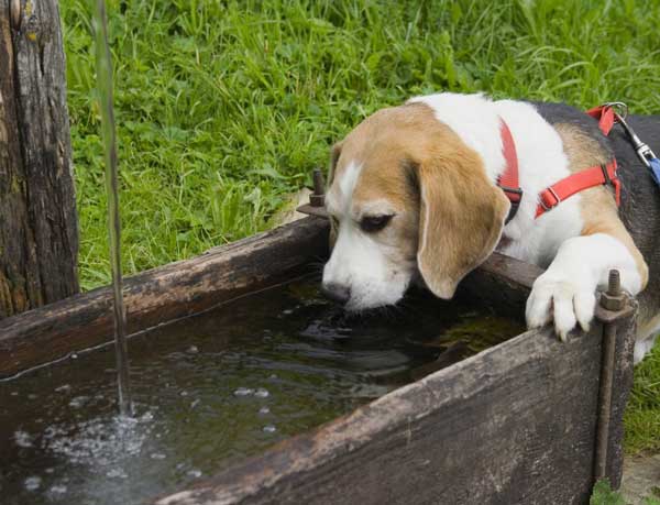 Kutya ivóvíz