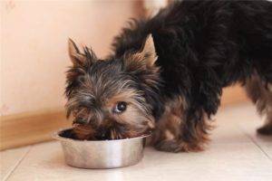 Hogyan táplálja otthon a Yorkshire Terrier