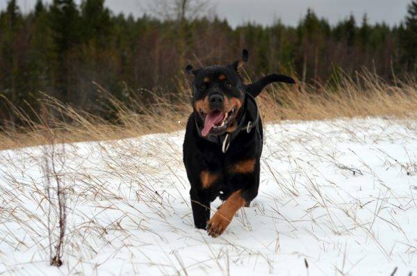Rottweiler fut át ​​a hóban