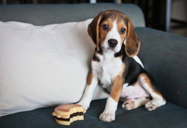 beagle a kanapén