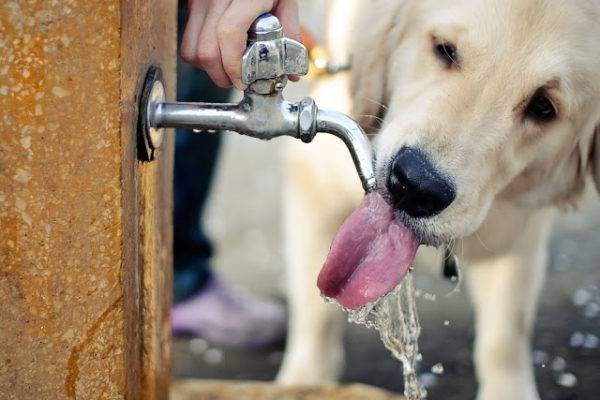 kutya iszik vizet