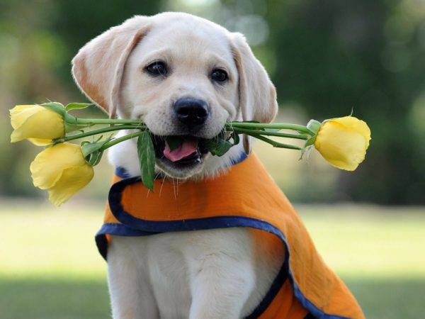 kis kutya virággal