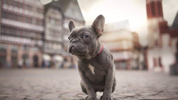 aranyos francia bulldog