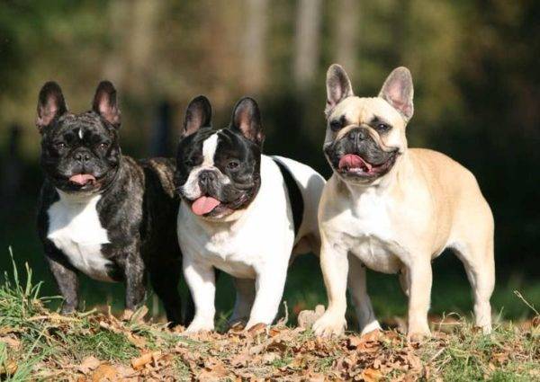 három francia bulldog