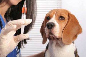 beagle az állatorvosnál