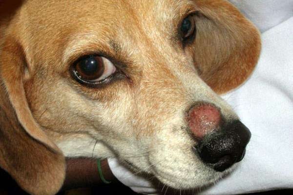 Kutya bőrbetegségek okai, tünetei és kezelésük - Állatgyógyászati gyógyhatású készítmények