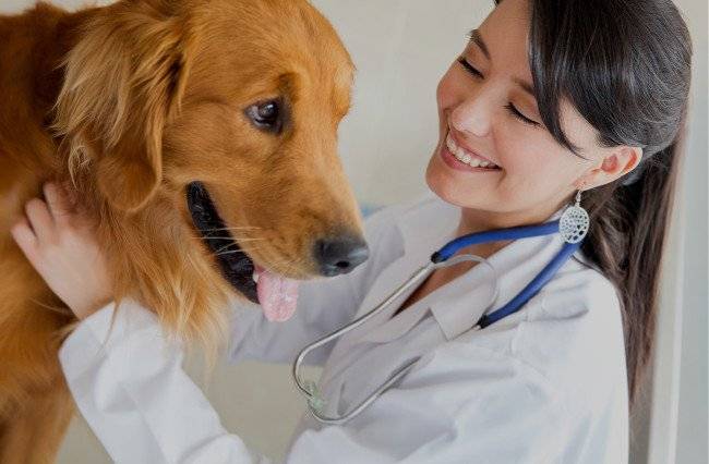 A kutya vizsgálata az állatorvosnál