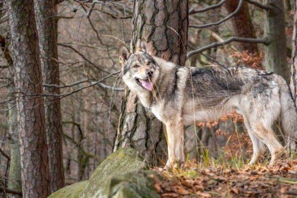 Csehszlovák farkas kutya az erdőben