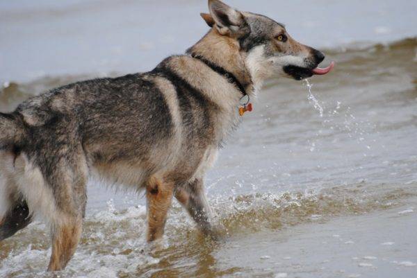 Csehszlovák farkas kutya a vízben