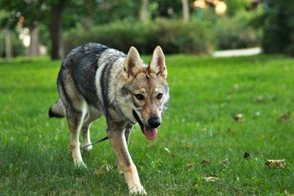 Csehszlovák farkas kutya a parkban