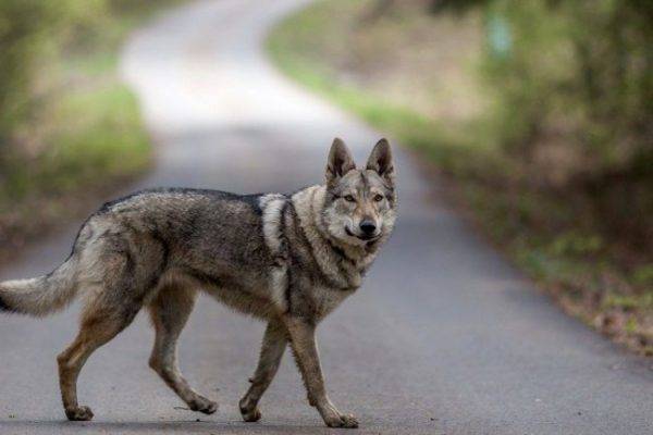 Csehszlovák farkas kutya az úton