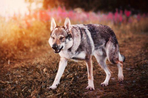 Csehszlovák farkas kutya