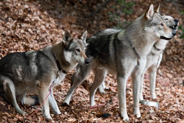 Három csehszlovák farkas kutya