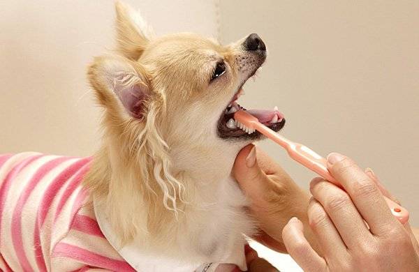 Hogyan kell kefélni egy kutya fogait