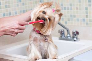 Hogyan kell megmosni a kutya fogait?