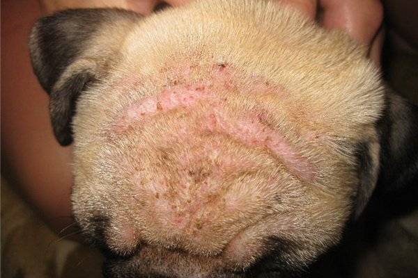A kutyák kullancsok által okozott bőrbetegségek