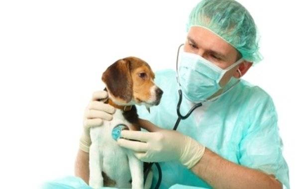 Rohamok kezelése kutyáknál