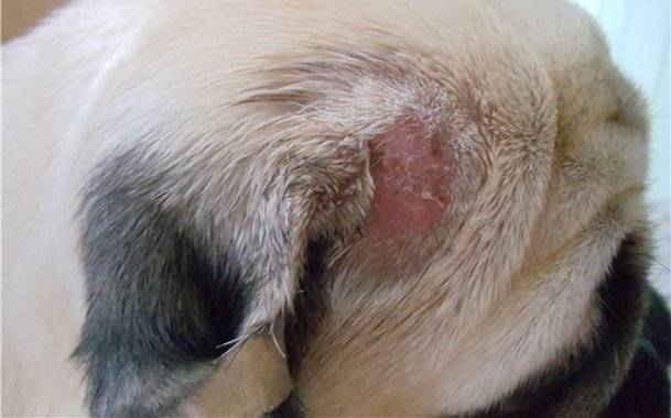 Trichophytosis (ótvar) kutyákban