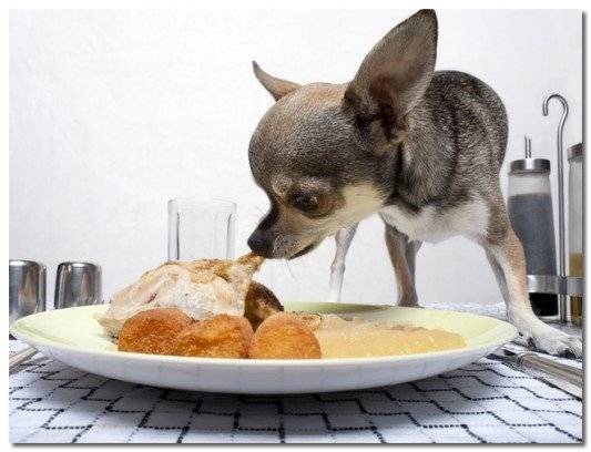Chihuahua diéta minta