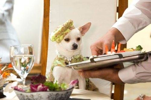 Hogyan lehet Chihuahua táplálni