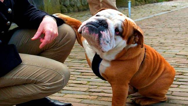 Angol bulldog egy fogadóval