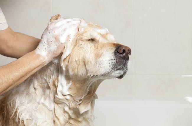 Hogyan mossunk egy kutyát?