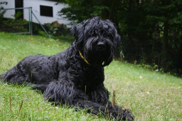 Fekete orosz terrier (Sztálin kutyája)