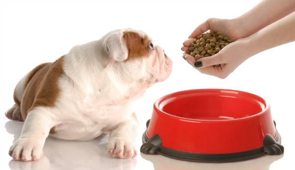 Hogyan lehet etetni egy kutyát hasmenéssel?