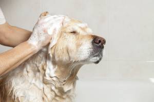 Hogyan lehet mosni egy kutyát