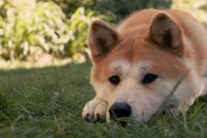 Hachiko - Akita Inu kutyafajta