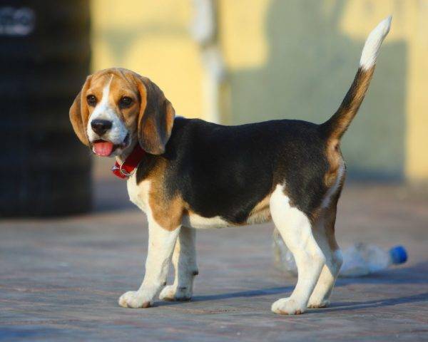 aranyos beagle